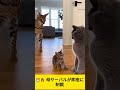 🐱🔥 母サーバルが即座に制裁 I Savannah Mom Delivers Instant Karma