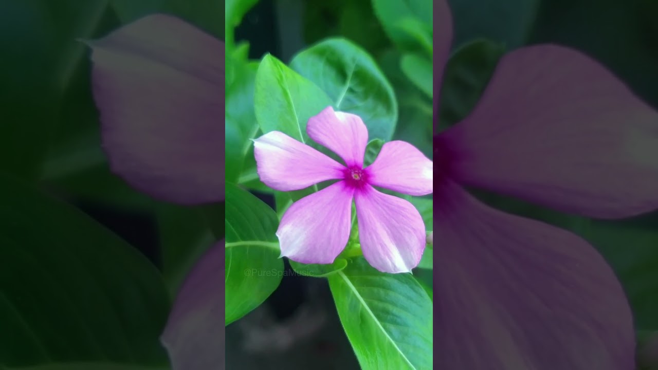 Повышение настроения с помощью успокаивающей фортепианной музыки 💐 Pure Spa Music 