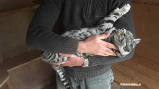 Silver spotted female cats love cuddles. by Robocats 1,178 views 2 years ago 51 seconds