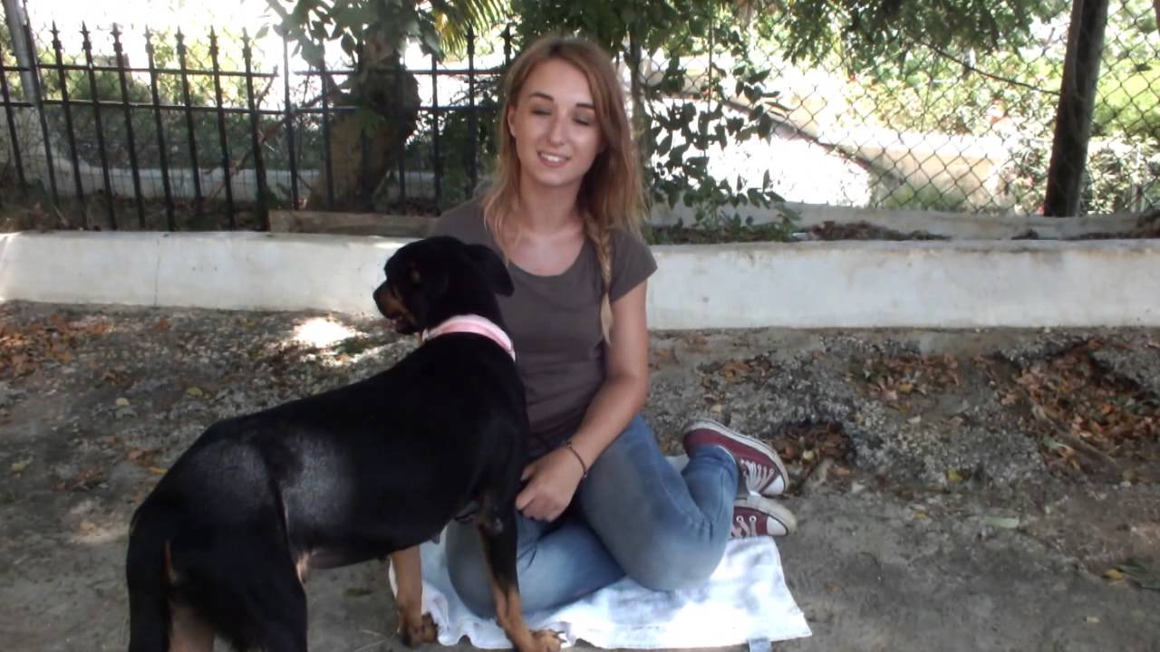 Veterinary Medicine & Animal Care volunteer in Jamaica with Projects Abroad