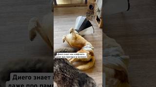 А ты бы так смог? #приют #собака #животные #cat #кот