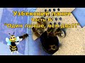 Узбекский пчелопакет. Часть IV. "Один лучше, чем два?!"