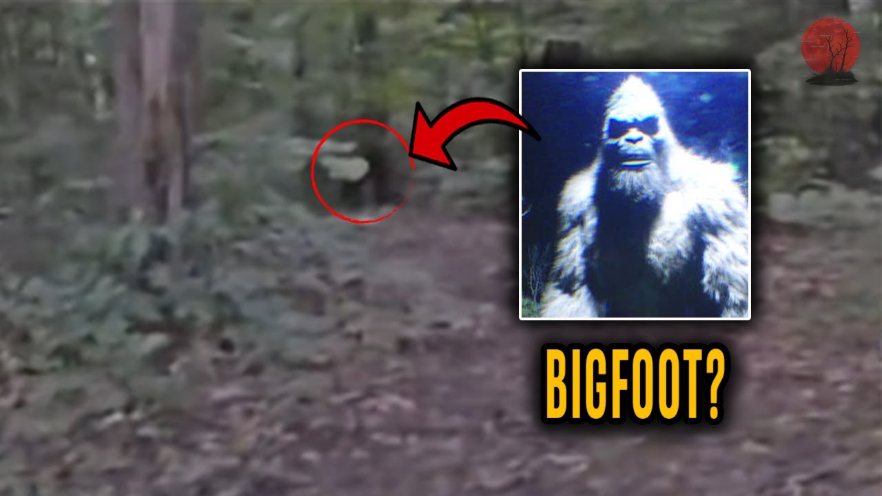 Семья на пикнике в Вашингтоне встречает реального Бигфута — жуткая История встречи.