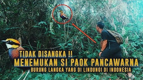 TAK TERDUGA MENEMUKAN PAOK PANCAWARNA BURUNG LANGKA YANG DILINDUNGI