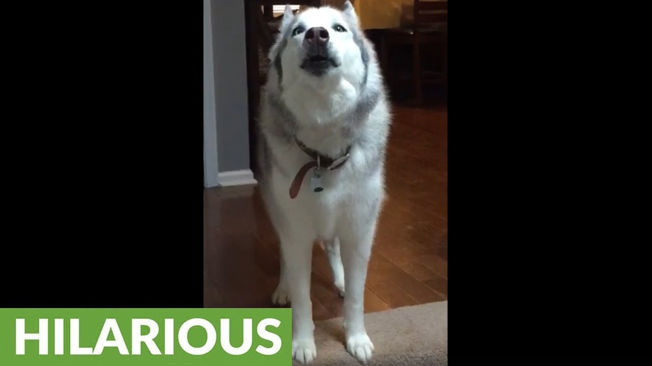 videos for cats Stubborn Husky throws hilarious mid-day temper tantrum
