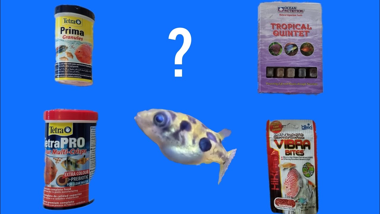 Feeding All My Aquarium Fishes What Food How Much And How Often feeding-all-my-aquarium-fishes-what-food-how-much-and-how-often