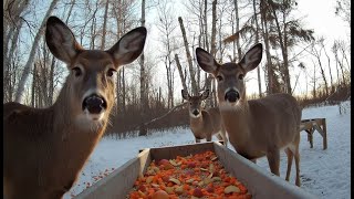 Whitetail Deer Feeding in Canadian Winter Forest - Relaxing ASMR