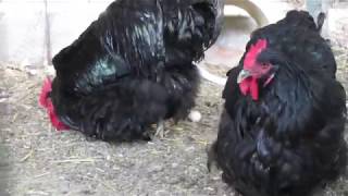 Black Orpington chickens