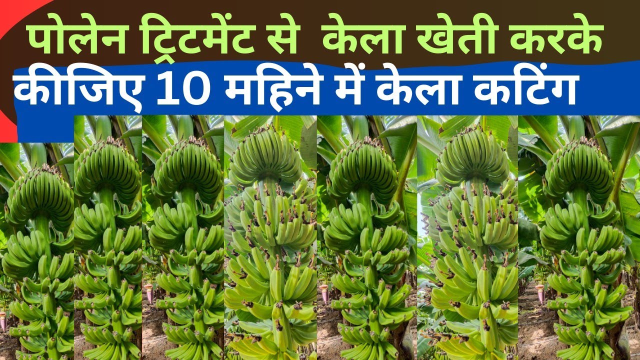 पोलेन ट्रिटमेंट से केला खेती करके कीजिए 10 महिने में केला कटिंग