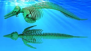 Dolphin Skeleton 3D Model