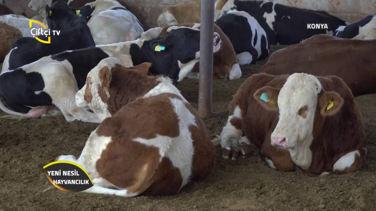 Yeni Nesil Hayvancılık-Ruminant Nedir?