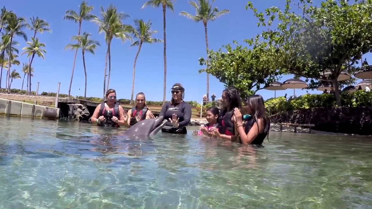 Swimming with the Dolphins Hawaii Big Island YouTube