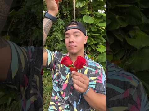 Those Roses Did