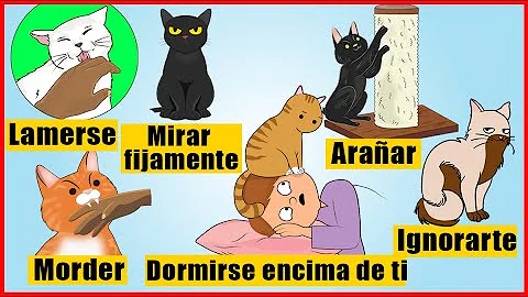 ¿Qué es el comportamiento anormal de un gato?