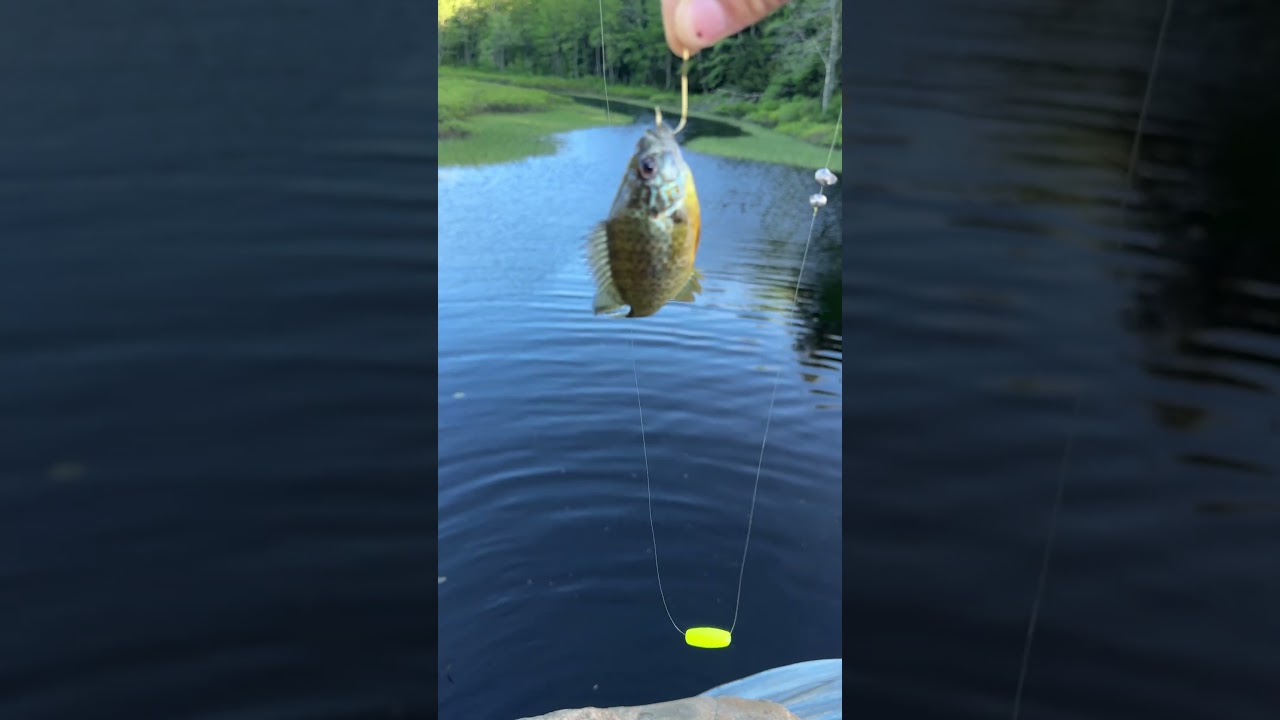 Perfect Bass bait🎣