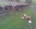 Chevy the St Bernard trying to bark aggressively at cows.
