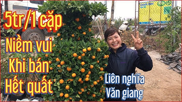 quất Lộc bình đẹp bán Tết 2021 - cảm Tết giá rẻ - giá quất