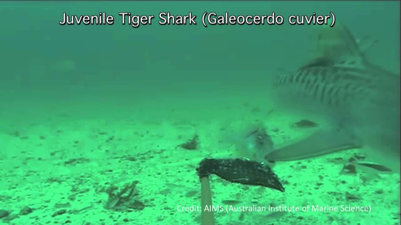 scientific calculator Great Barrier Reef Sharks Take The 'Cam' Bait | Video