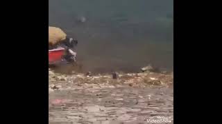 تمساح ضخم يفترس كلب من على شاطئ نهر النيل تقريبا فى السودان