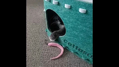 Video 11823971: mainecoon catlover ragdollcat, ragdollcat catlover cats, mainecoon catlover kitty, catlover happy