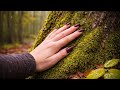 Rainy Forest ASMR, Part 2 🌧️ Moss, Resin & Nature Sounds | No Talking