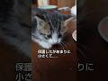 保護した小さな小さな子猫 #保護猫 #子猫 #猫