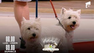 Sfaturi de îngrijire despre rasa de câini West Highland White Terrier