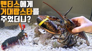 맨티스쉬림프에게 거대 랍스타를 주었더니... 초대박 황당 사건발생!! [해수인TV]