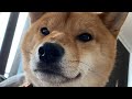 The Worst Part About Owning A Shiba Inu The Worst Part About Owning A Shiba Inu
