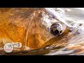 Carpology Part 1 - Carp Fly Fishing by Todd Moen