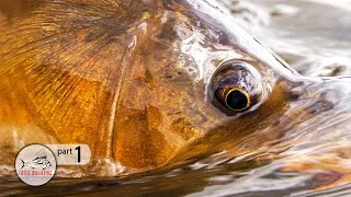 Montana Dry Fly Fishing for Carp  -  Carp Fishing on the Missouri River by Todd Moen Part 1