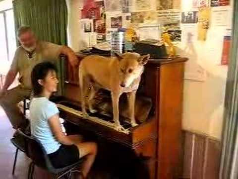 If you are driving along the Stuart Highway near Alice Springs and you see the Stuarts Well Roadhouse call in and say Hi. There is an amazing Dingo that lives there called Dinky and Dniky is no ordinary dingo. Dinky is a famous musician who not only play the piano but also sings. It must be seen to be believed!