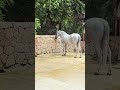 Beautiful white Xcaret show horse Playa del Carmen Mexico tropical Caribbean park life #travel