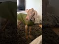 They Thought Their Dog Was Dying 😔