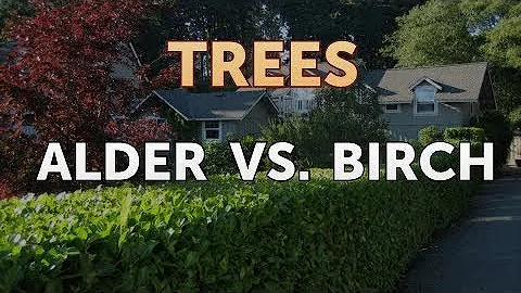 What is the difference between alder and birch?