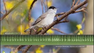 Blackcap Song & Calls - The sounds of a Eurasian Blackcap singing in Andalucia, Spain