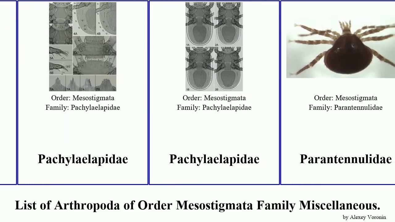 List of Arthropoda of Order Mesostigmata Family Miscellaneous. destructor subtilis marinus Fuse