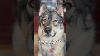 It’s Tikanni’s world, we’re just living in it #husky #howlingdog #funnydogs #huskylove #dogs #funny