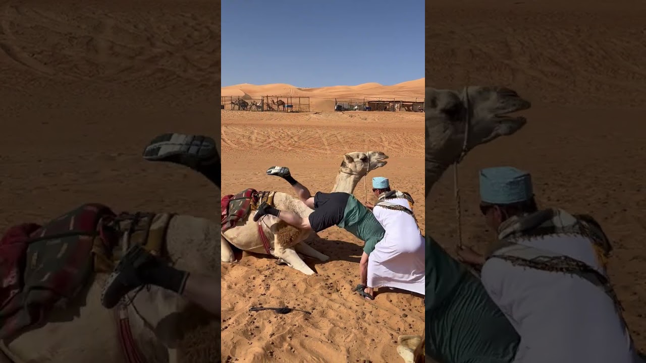 Guy seated on camel falls forward when it goes to sit down