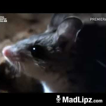 Lawak tikus
