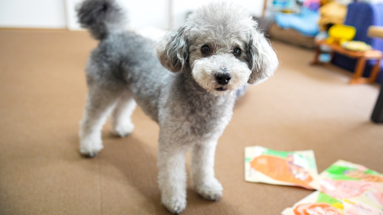 ぬいぐるみに懐いた犬がかわいいのだが Youtube ぬいぐるみに懐いた犬がかわいいのだが Youtube