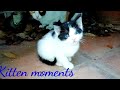 Kitten Moments