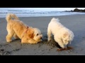 Charlie the Labradoodle's first year