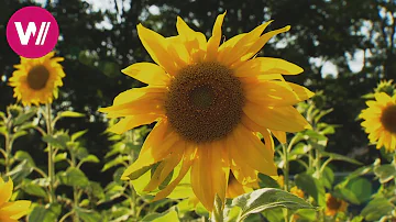 Wo bekommt man Günstiges Sonnenblumenöl?