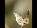 Ratona aperdizada Cistothorus platensis, Grass wren