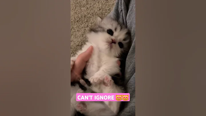 Can't Ignore 😻😻 #Shorts#youtubeShorts#trending#viral#quicktips#youtube #cat #cutecat