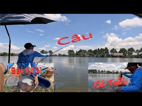 Video Câu Đài | Mồi Câu Cá Trôi ( Trôi Đỏ, Trôi Ấn Độ, Trôi... - youtube