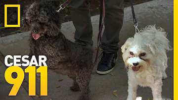 The Trouble with Barking Dogs | Cesar 911