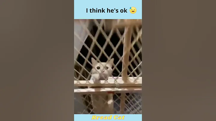 Try not to laugh, 😅Cat falls from the stairs🐈 #shorts #funnyvideo