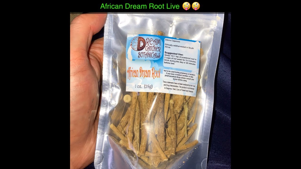 African Dream Root Live 🤪